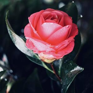 Be My (feat. 3Davinci) (Explicit)