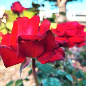 i'm your queen & your my king