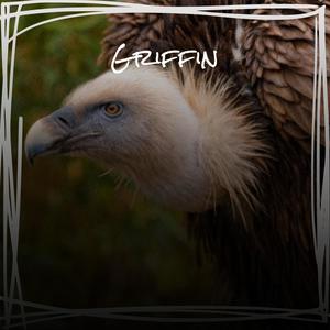 Griffin