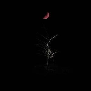 Blood Moon