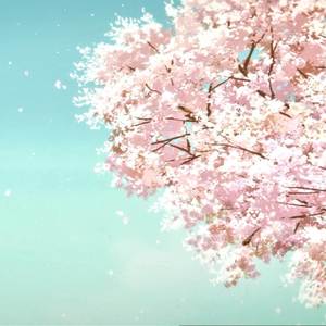 樱的回忆（星尘ver.）