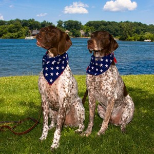 Fanfare for Chip and Curly