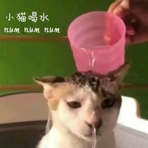 小猫喝水 num num num