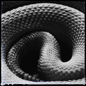 Snakes (Explicit)