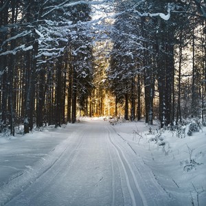 Winter Trees