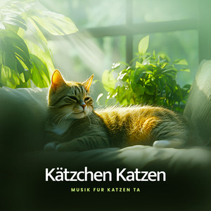 Kätzchen Katzen