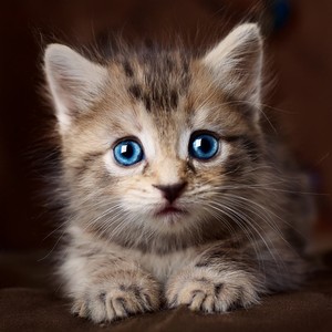 Cuando Nada Exige Moverse