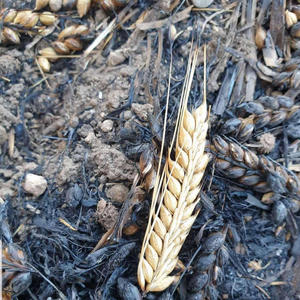 Story Of The Seed (feat. Caleb Raymond) (With Coda)