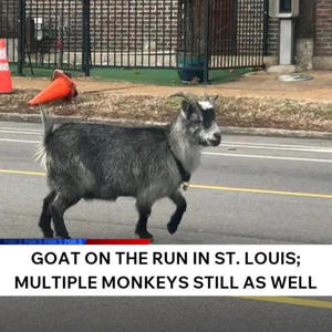 Goat on the Run (Explicit)