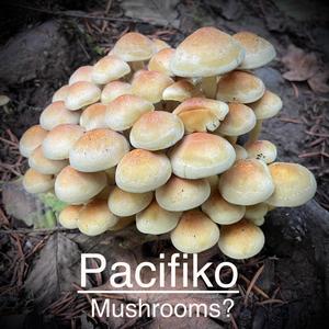 Mushrooms? (Explicit)