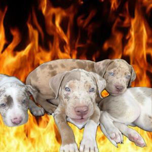 Bully B!tch (feat. R3d Runtz & J Real100) (Explicit)