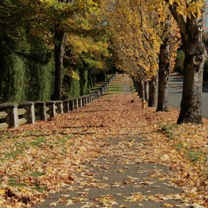 Colors Of Fall