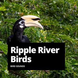 Ripple River Birds