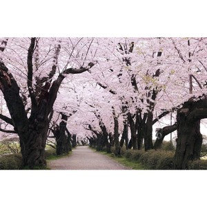 桜の木の下に桜が散る
