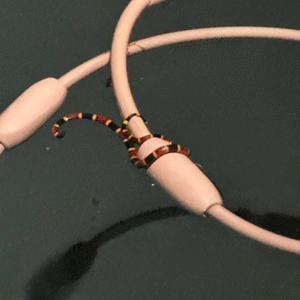 Choose (feat. gimmick.) (Explicit)