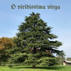 O viridissima virga