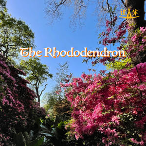 The Rhododendron