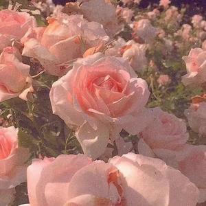 歌声轻轻荡漾在黄昏的水面上