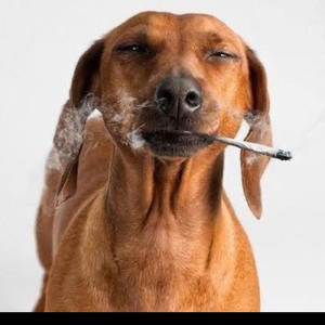 fall (feat. 1sapphire) (Explicit)