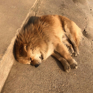 小黄