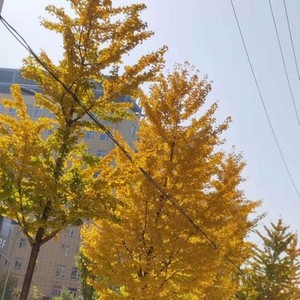 原谅我把你想的最坏 wav