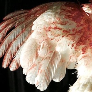 tosaku - animal (Explicit)