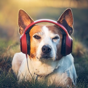 Canine Calm: Music for Dog Relaxation