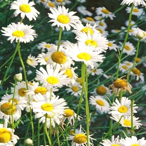 SpringThing-DreamSky