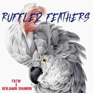 Ruffled Feathers