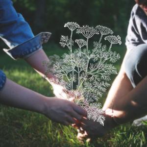 Queen Anne's Lace