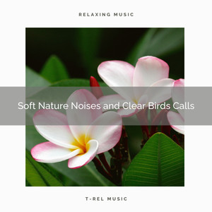 ! ! ! ! ! Soft Nature Noises and Clear Birds Calls