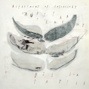 Hymenoptera Spheciade