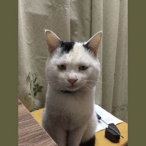 奶牛之歌