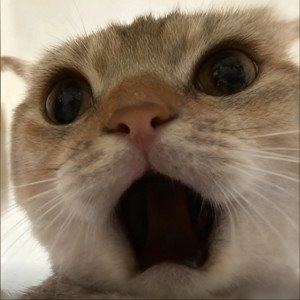 登神小曲 (纯享版)