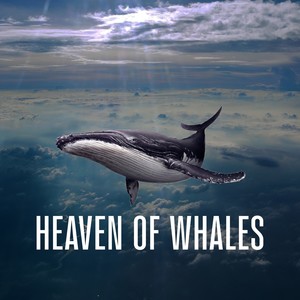 Heaven of Whales