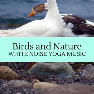 Birds and Nature - White Noise Yoga Music