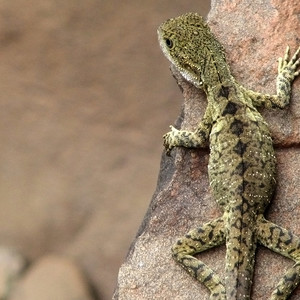 还是会想你-茄子