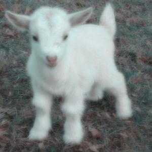 mala vita (Explicit)