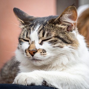 Barba armónica - Ritmos Suaves De Gatos Lofi