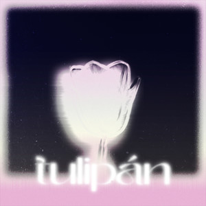 tulipán