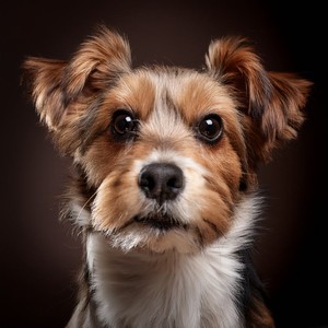 Hora Dorada Con Un Alma Leal