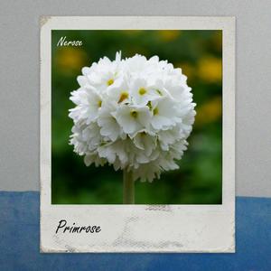 Primrose