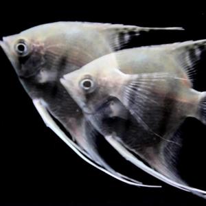 Higher (feat. Fomo Moe)