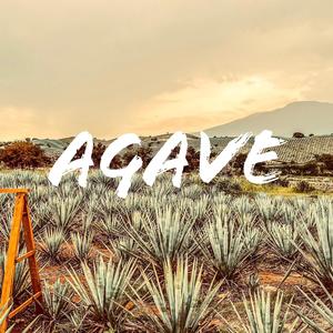 Agave