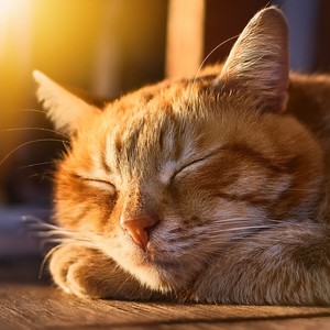 Melodías Pacíficas Para Gatos