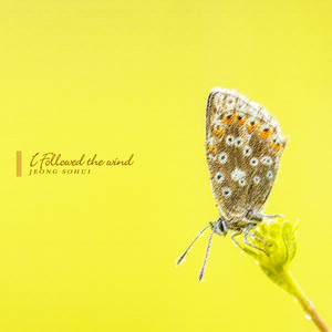 꽃밭에 날라온 나비 (Butterfly On Flower Field)