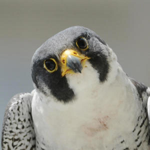 Nestor Falcon