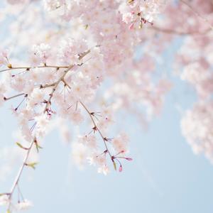 Sakura (2025)