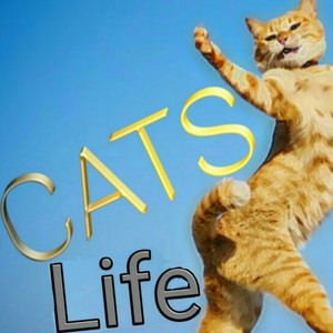 Cats Life