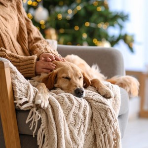 Guitarra Relajante, Perros En Serenidad